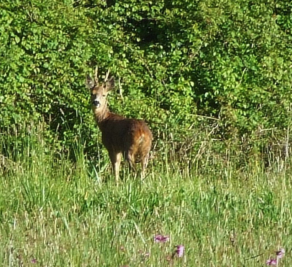  Male Roe Deer  